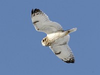 IMG 2585c  Short-eared Owl (Asio flammeus)
